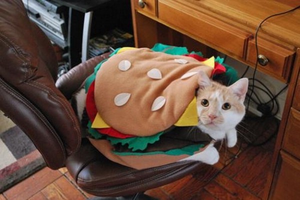 Image result for cat in food costume